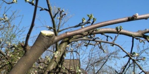 Šta su krošnje na voćkama, kako izgledaju i kada ukloniti na stablu jabuke